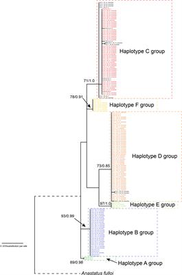 Cryptic genetic diversity and associated ecological differences of Anastatus orientalis, an egg parasitoid of the spotted lanternfly